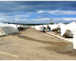 خنساء سورية 