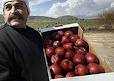 لنقطف التفاحة السورية… قبل أن تتعفن
