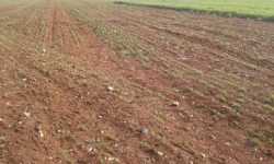 أسوأ موسم زراعي في سورية: حصاد قذائف الأسد
