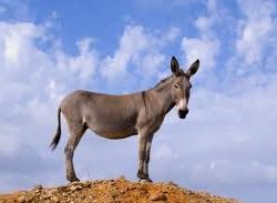 اعترف أنك أرنب